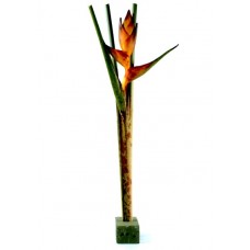Heliconia - Mayan Spalsh (XL)